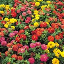 ZINNIA NANISSIMA F. 1 MISCUGLIO GR.1